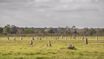 Fototapeta na wymiar Termite nests in Pantanal, focus on foreground, Brazil