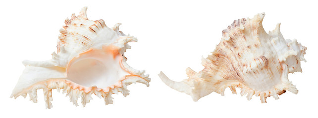 Sea shell, isolated on white background
