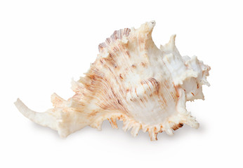 Sea shell, isolated on white background