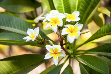 Obraz na płótnie Canvas white and yellow frangipani flowers with leaves