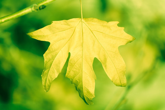 Dry sycamore leaf on tree