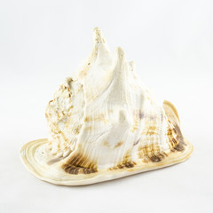 Big seashell isolated on white