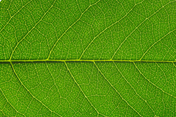 green leaf texture