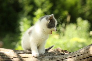 Gray kitten mewing cutely and resting on the tree stump