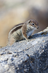 Barbary ground squirrel (atlantoxerus getulus)