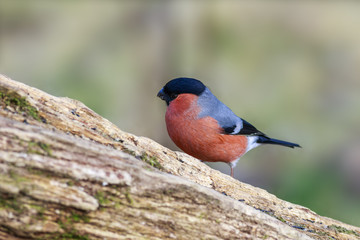 Bullfinch (Pyrrhula-pyrrhula)