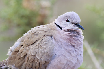 Collared Dove (Streptopelia decaocto)