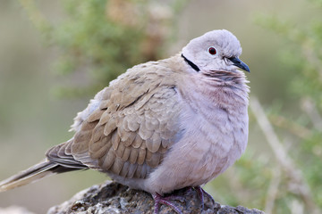Collared Dove (Streptopelia decaocto)
