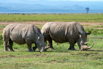 Obraz premium Two white rhinos