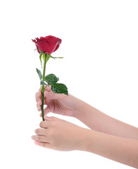 female hand holding a red rose ,isolated on white background