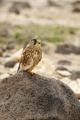 Kestrel (Falco tinnunculus)