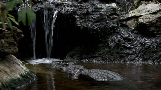 Close-up of an American alligator at witarefall. HD. 1920x1080