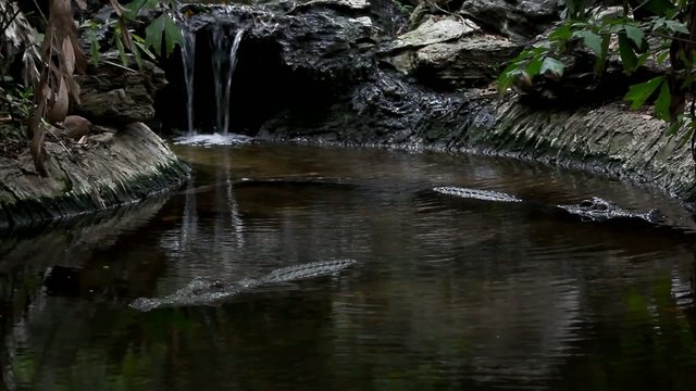 Close-up of an American alligator at witarefall. HD. 1920x1080