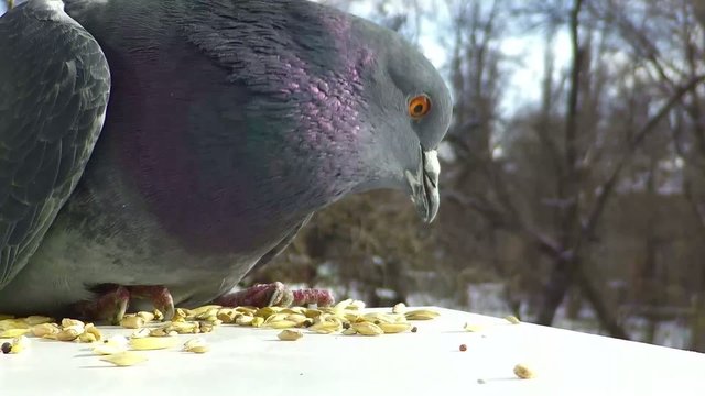 Pigeon at a feeding trough.
