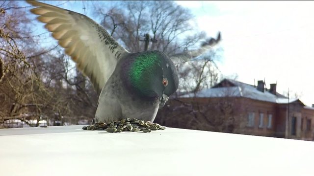 Pigeon at a feeding trough. Slow-motion shot.