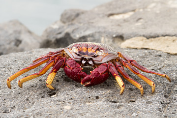 Red Sally Lightfoot crabs