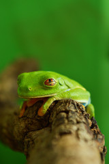 Red eyed tree frog