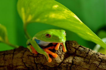 Red eyed tree frog
