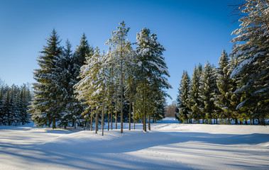 Winter forest