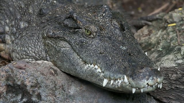 Alligator close up. Macro. HD. 1920x1080