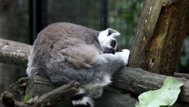 dormant ring tailed lemur in park. HD. 1920x1080