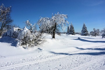 Fototapeta na wymiar Winterwald - forest in winter 03