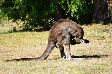Kangaroo checking crotch part 4
