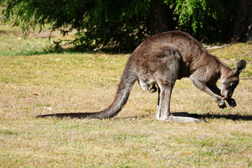 Naklejka na ściany i meble Kangaroo checking crotch part 5