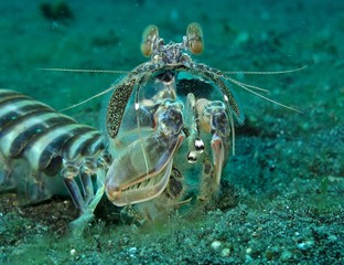 mantis shrimp, Indonesia