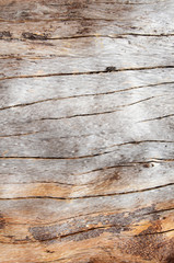 Knot wood Background