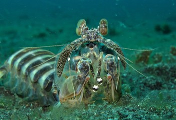 Mantis shrimp, Indonesia