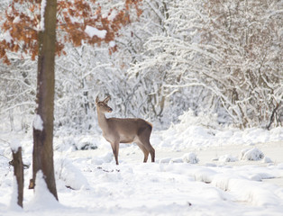 Hind on snow