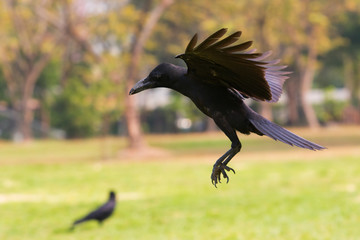 black birds crow flying (howering)  on mid air prepare to landin