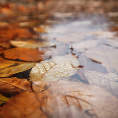 Leaves in water, beech leaves in autumn