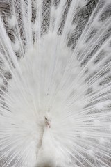 White peafowl
