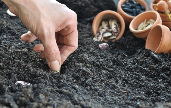 semis de graines de l&eacute;gumes