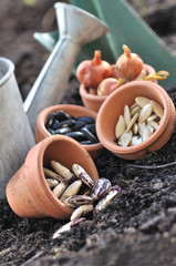 graines de légumes pour semis