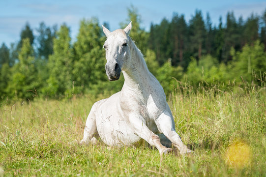 White horse waking up on the pasture