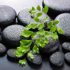 Fototapeta na wymiar green twig Adiantum fern on zen basalt stones with dew, beautifu