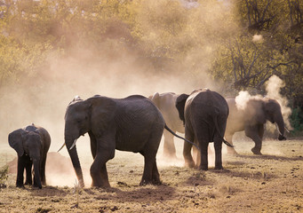 Fototapeta na wymiar African elephants in misty light