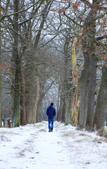 Man walking in a lane of trees on a cold moring in winter.