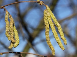 Haselnussblüte in der Wintersonne