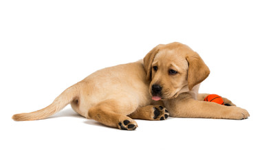 Labrador puppies