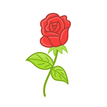 red rose isolated illustration