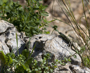 Lizard on a rock