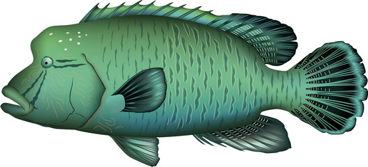 ナポレオンフィッシュ（ベクター)