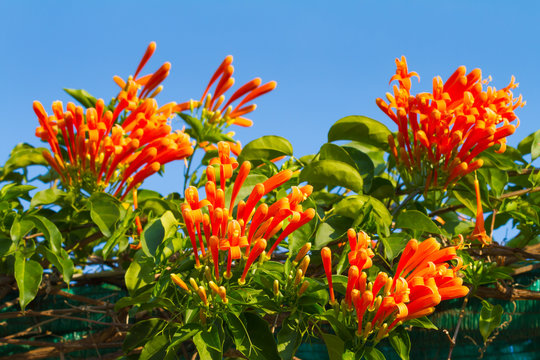Pyrostegia venusta or Orange trumpet flowers