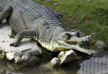 Nile crocodile