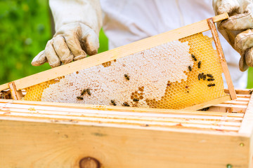 Imker kontrolliert Bienen und Waben