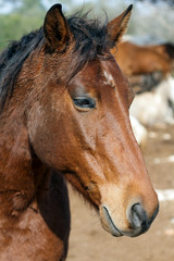 Fototapeta premium horse portrait